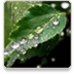 Rain Wallpapers 1.0.1