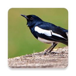 Master Kicau Kacer icon