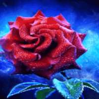 Foggy Red Rose LWP on 9Apps