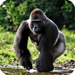 Gorilla Pack 3 Live Wallpaper иконка