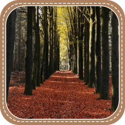 ikon The Beautiful Forest