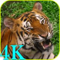 4K Video Live Wallpaper