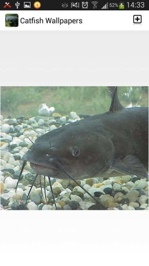 Catfish Wallpapers screenshot 1