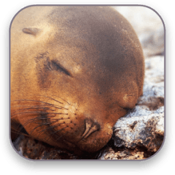 Seal Free Video Wallpaper أيقونة
