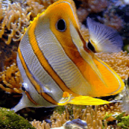 ikon Orange White Fish LWP
