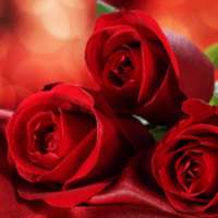 wallpaper red roses on 9Apps