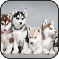 Husky Live Wallpapers on 9Apps