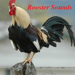 Rooster Sounds иконка