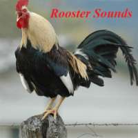 Rooster Sounds on 9Apps