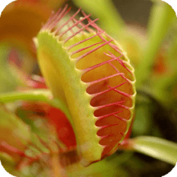 ikon Venus Fly Trap Pack 2 LWP