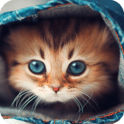 Cute Cats Live Wallpaper icon