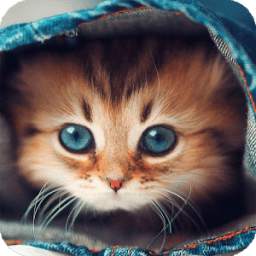 Cute Cats Live Wallpaper 1.0