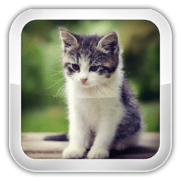 Cat Games For Kids أيقونة