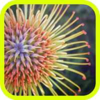 Nature Flowers on 9Apps