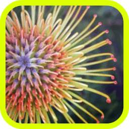 Nature Flowers HD Wallpaper 1.0