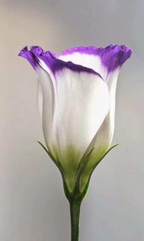 Nature Flowers 2 تصوير الشاشة