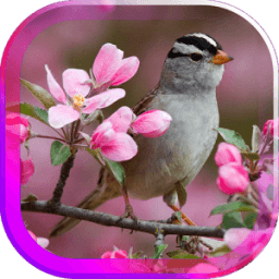 Птицы Весна живые обои иконка