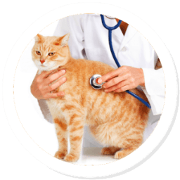 Cat Care Lovers आइकन