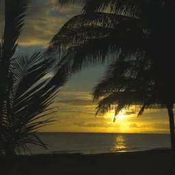 Evening sea and palm trees