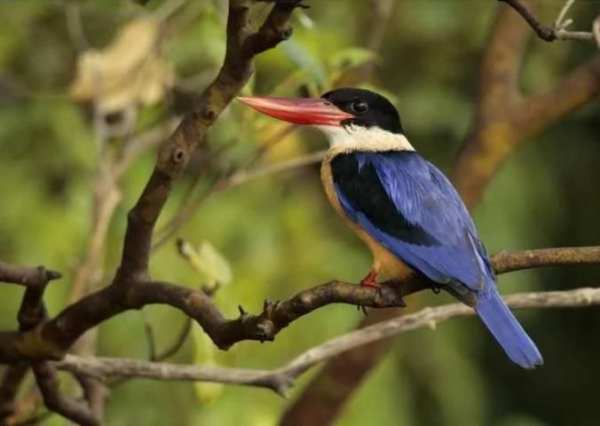 Indian Bird Sounds स्क्रीनशॉट 4