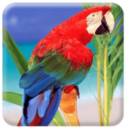 Live Bird Wallpaper иконка