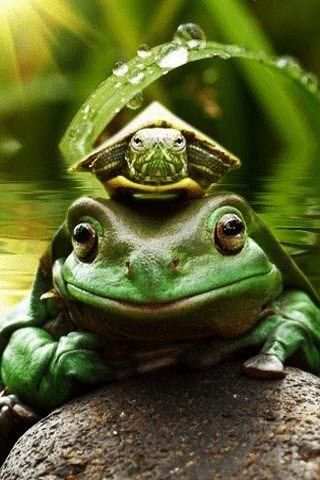 Frog King Live Wallpaper скриншот 1