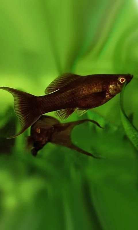 Fishes Aquarium 10 تصوير الشاشة