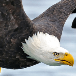 Lwp الطيور المتحركة أيقونة