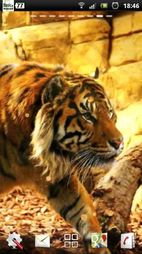 free live tiger wallpaper screenshot 3