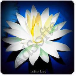 Lotus Live Wallpaper
