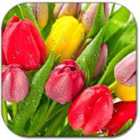 Drops on tulips on 9Apps