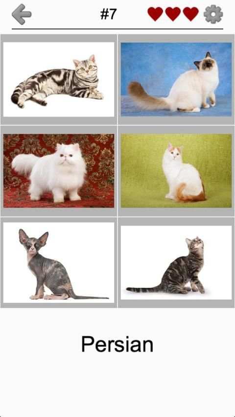 Cats Quiz - Guess Photos of All Popular Cat Breeds screenshot 2