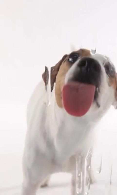 Dog Lick Screen Live wallpaper 5 تصوير الشاشة