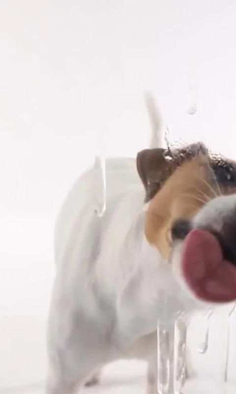 Dog Lick Screen Live wallpaper screenshot 6