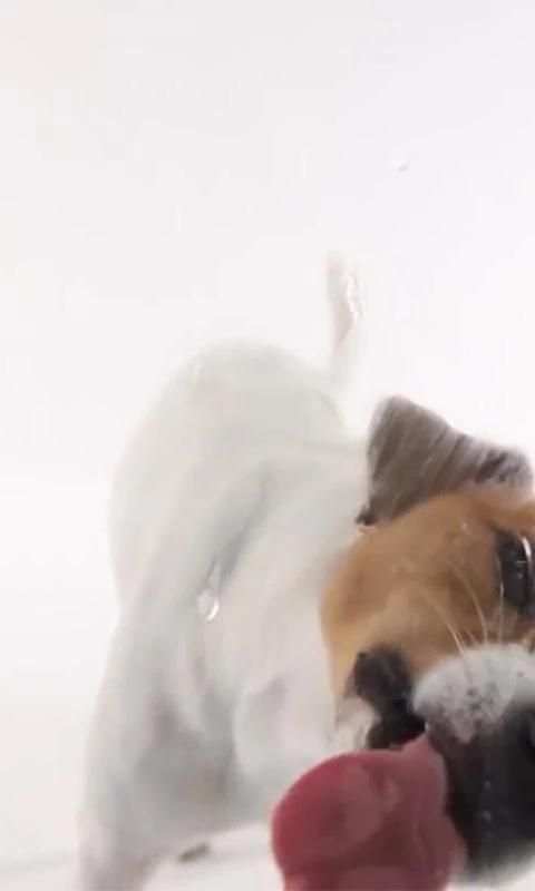 Dog Lick Screen Live wallpaper 8 تصوير الشاشة