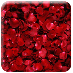 Dream Like Rose Wallpaper أيقونة