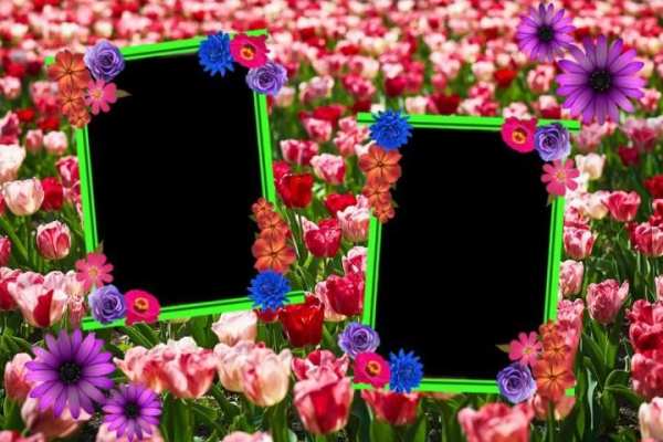 Flower Photo Frames скриншот 7