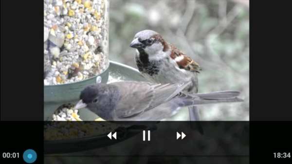 Animal Videos स्क्रीनशॉट 1
