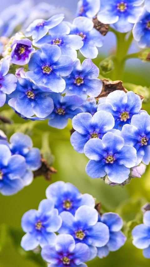 Flower Wallpapers screenshot 5