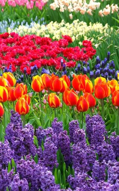 Flower Wallpapers screenshot 11