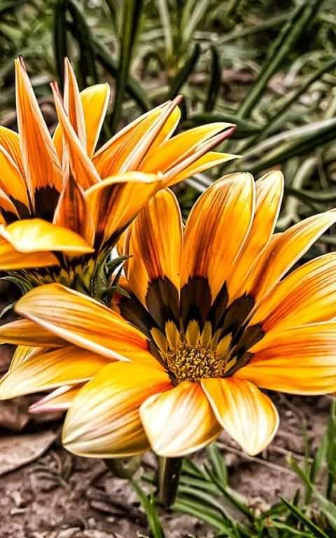 Flower Wallpapers screenshot 12
