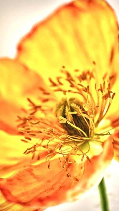Flower Wallpapers screenshot 4