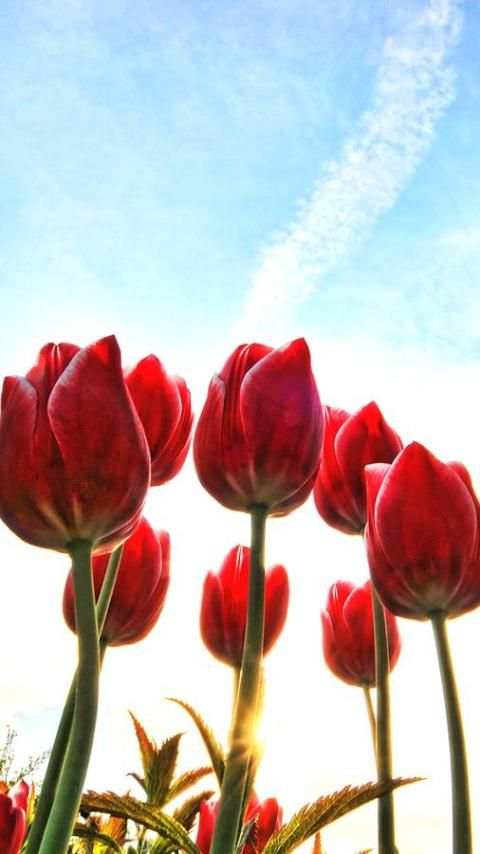 Flower Wallpapers 6 تصوير الشاشة