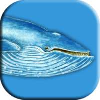 ikon Blue Whale Permainan