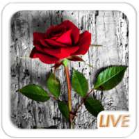 Rose Love Live wallpaper
