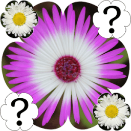 ikon Flowers Memory Game