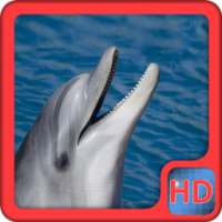 Dolphins Video Live Wallpaper on 9Apps