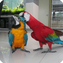 Animal Photobooth أيقونة