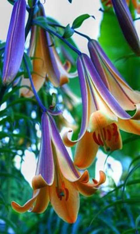 Nature Flowers 5 تصوير الشاشة