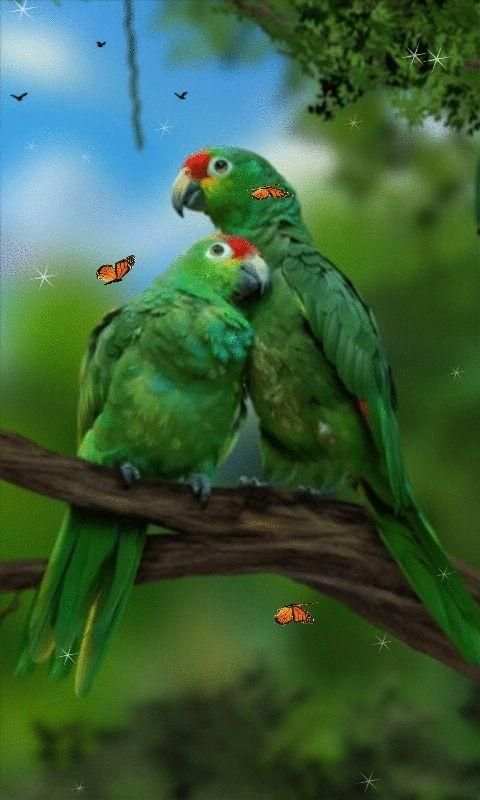 Parrot Love Birds Live Wallpaper screenshot 1